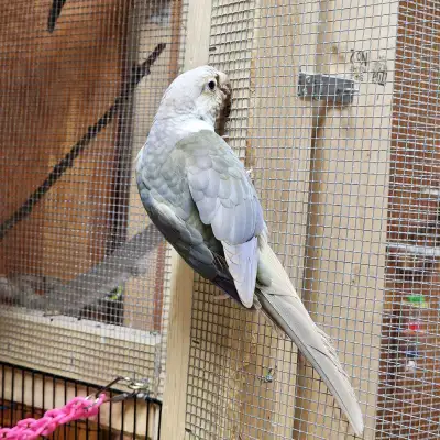 Conure Pair - Update , View more