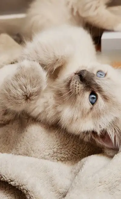 Ragdoll Kittens, View more