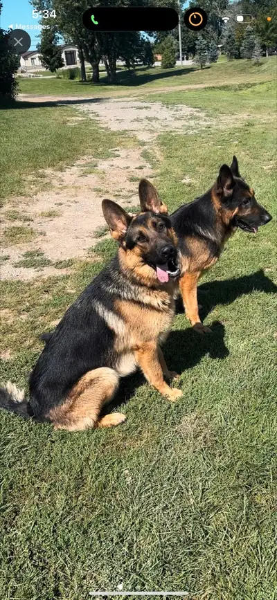 German Shepherd CKC Reg, Obedient Trained, Young Adult Dogs, View more