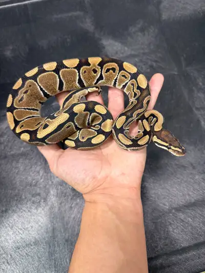 Male Special Het Tri-stripe ball python , View more
