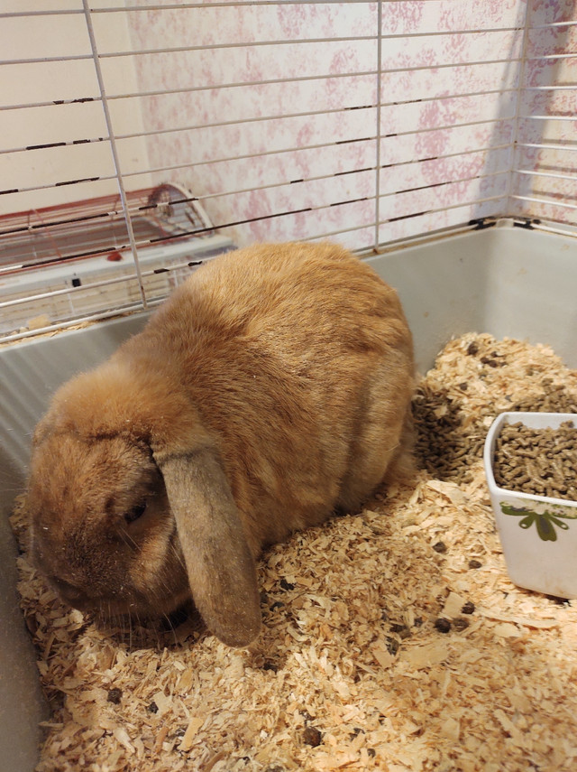 BUNNIES for free in Animal & Pet Services in North Bay