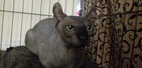 Sphynx recherche compagne temporaire