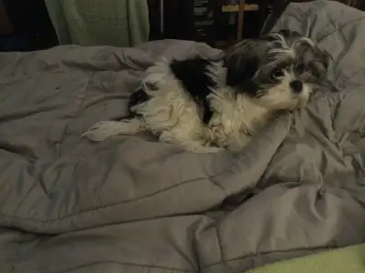 Chinese Imperial Shih Tzu Puppy, View more