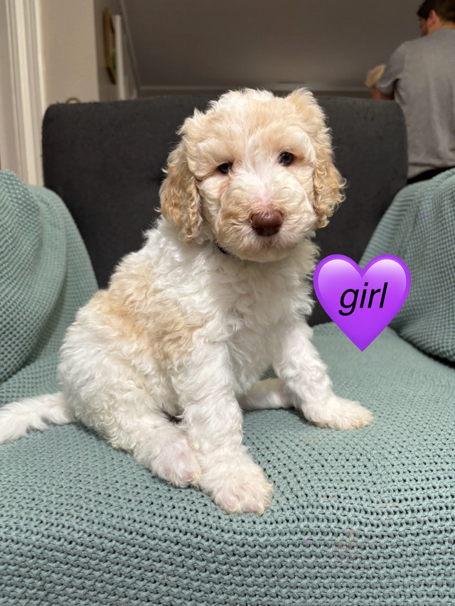 Standard poodle puppies, almost ready to go!! in Dogs & Puppies for Rehoming in Yarmouth