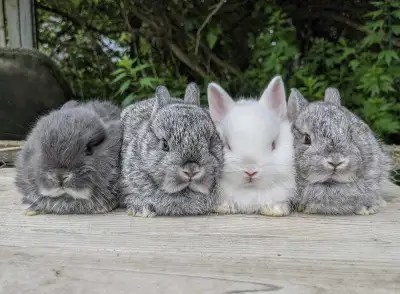baby Netherland dwarves , View more