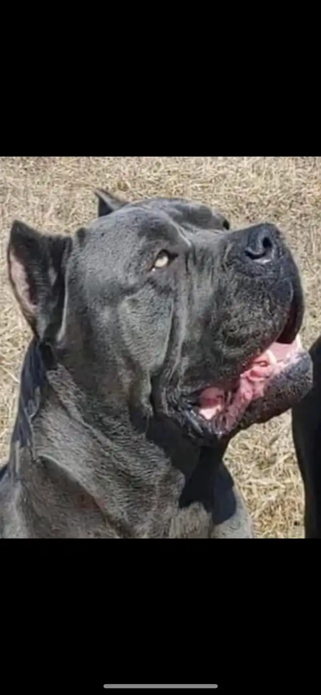 5 big beautiful males, Purebred Cane Corso in Dogs & Puppies for Rehoming in Oshawa / Durham Region - Image 5