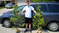 CEDAR HEDGE TREES *** 1 DAY ONLY *** FREE DELIVERY TO SIMCOE