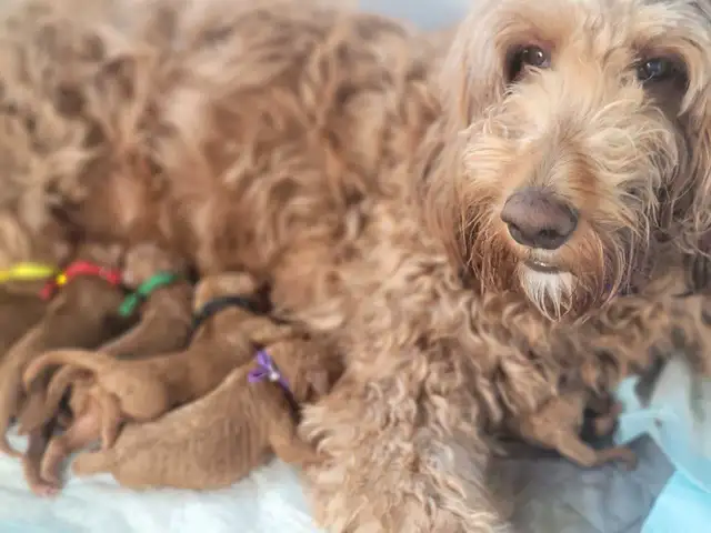 Reserve your mini Goldendoodle today! go home date end of July in Dogs & Puppies for Rehoming in Gatineau - Image 6