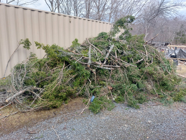 Spring  Brush Cutting & Property  Cleanups 902-222-5986 in Lawn, Tree Maintenance & Eavestrough in City of Halifax - Image 2