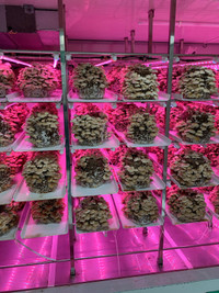 Machine hydroponics 