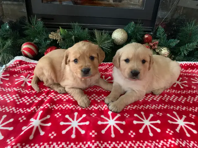 Purebred Golden Retriever puppies in Dogs & Puppies for Rehoming in Hamilton - Image 3