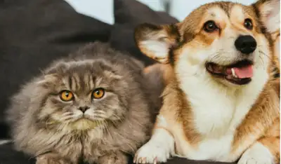 Pet Sitting in your home. No need to take your pets out of their regular routine. I provide regular...