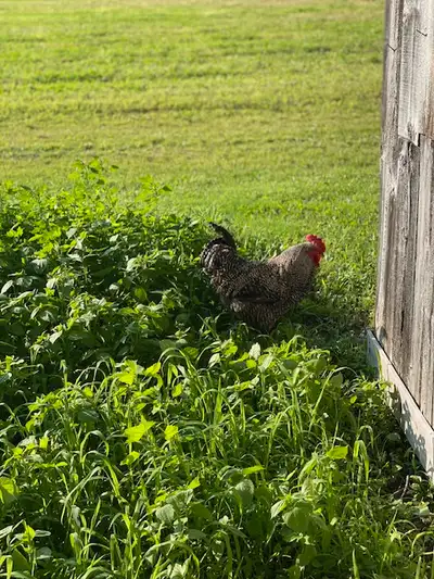Plymouth Barred Rock Rooster, View more