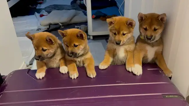 Purebred Shiba Inu Puppies Vaccinated, Microchipped & Home Raise in Dogs & Puppies for Rehoming in City of Toronto - Image 4