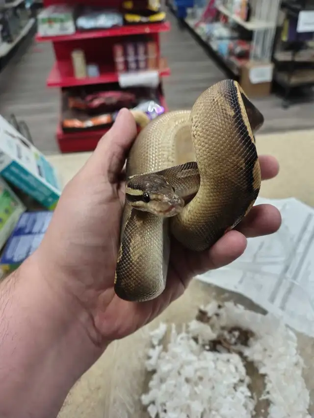baby ball python in Reptiles & Amphibians for Rehoming in Kawartha Lakes - Image 6