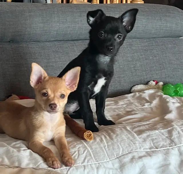 Last 2 Gorgeous pure chihuahua puppies left in Dogs & Puppies for Rehoming in Penticton - Image 4