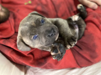 neopolitan mastiff x pressa canario