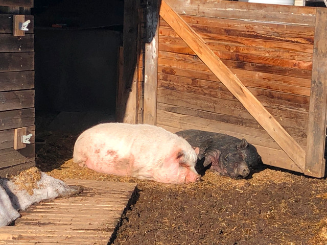 Pigs in Other in Terrace