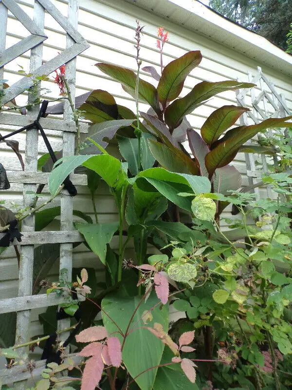 Canna Lily Bulbs in Plants, Fertilizer & Soil in City of Toronto - Image 3