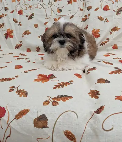 Sweetie Shih-Tzu Puppies , View more