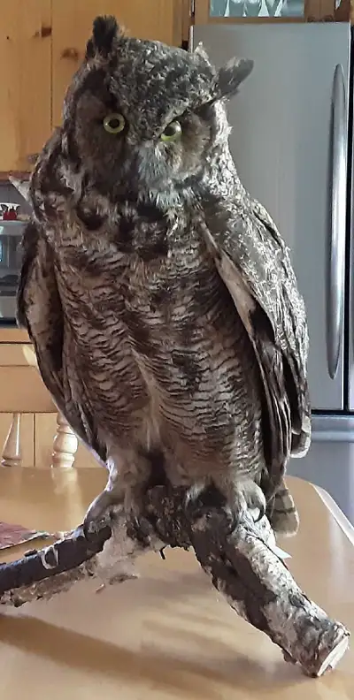 Grand duc empaillé, View more