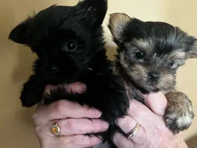 Northern Yorkie puppies 1 black&Tan male two solid black, View more
