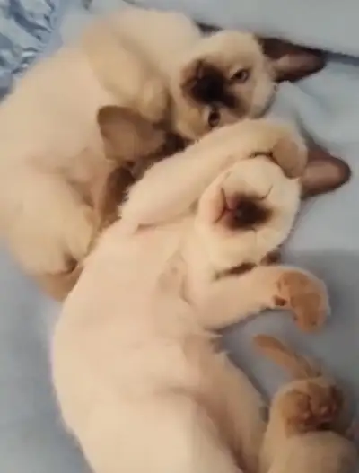 SIAMESE KITTENS, View more