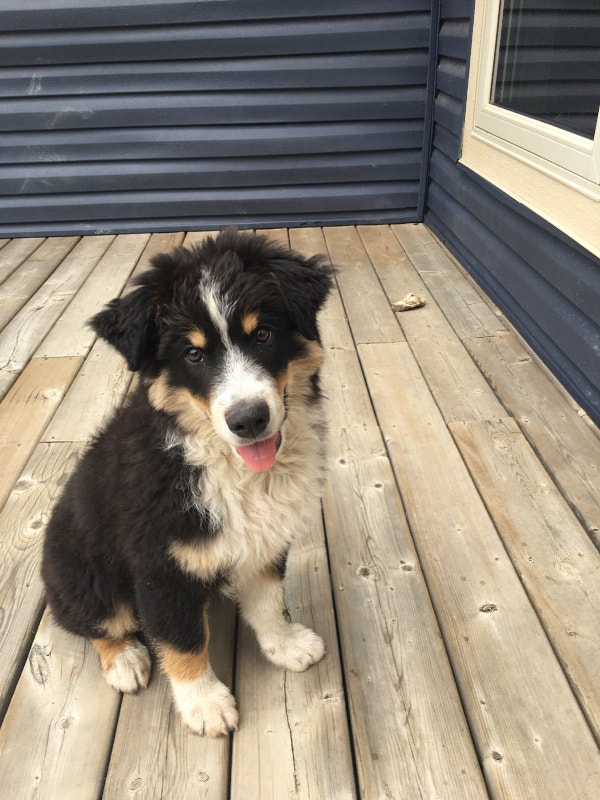 Purebred Standard Australian Shepherd Puppy | Dogs & Puppies for ...
