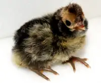 Rare Cream Brabanter Chicks and Hatching Eggs