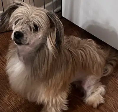 Chinese crested Powder puff, View more
