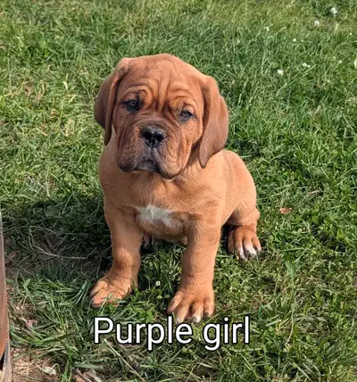 CKC Dogue de Bordeaux, View more