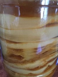 Kombucha scoby and starter (sold out)