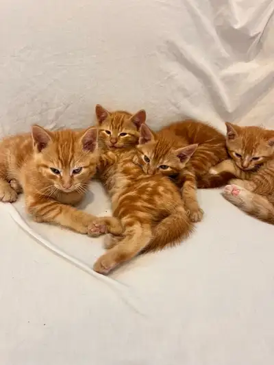 Orange Tabby Kittens, View more