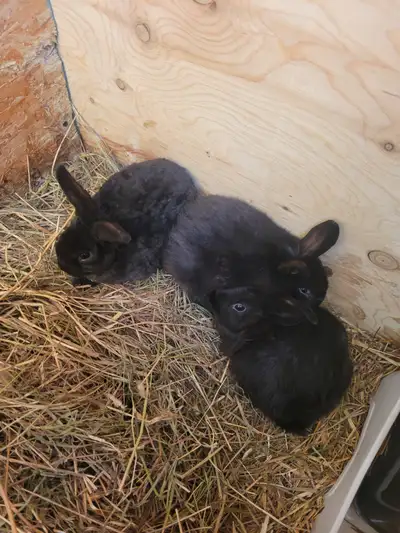 3 Mini Rex Rabbits, View more