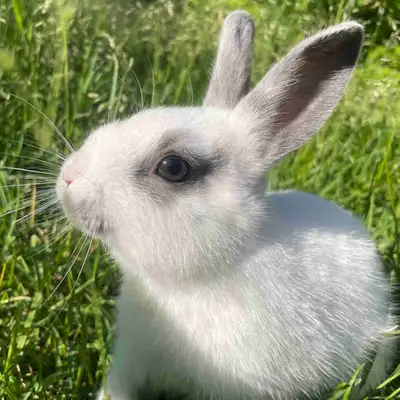 bébé lapin nain à vendre, View more