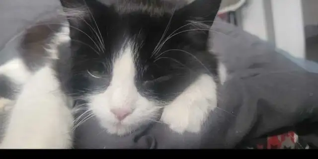 Lost female cat in Lost & Found in Edmonton - Image 3