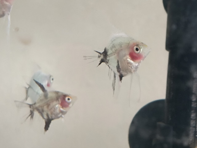 Poissons anges scalaires dans Poissons à adopter  à Saint-Hyacinthe - Image 4