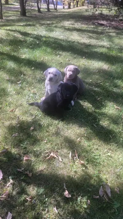 Parents are CKC registered English labs Dad is 110lbs mom is 80lbs excellent hunting dogs or just fa...