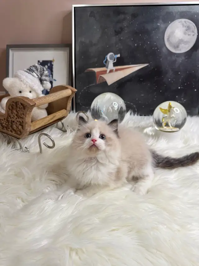 purebred ragdoll boy