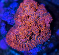 Flaming Dorito Chalice - Saltwater Coral