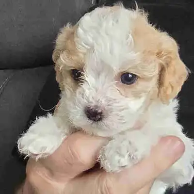 Maltipoo puppies, View more