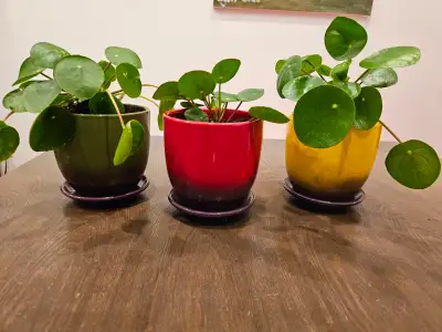 Three Pilea Peperomioides plants, also known as Chinese Money Plants. Each plant is in a brightly co...
