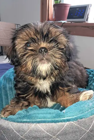 3 Shiht zu Pups 12 weeks old, View more