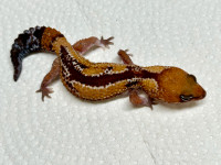 Various Geckos