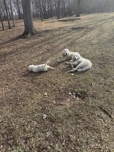 selling 3 Great Pyrenees $1000 each OBO 2 sold 1 left!, View more