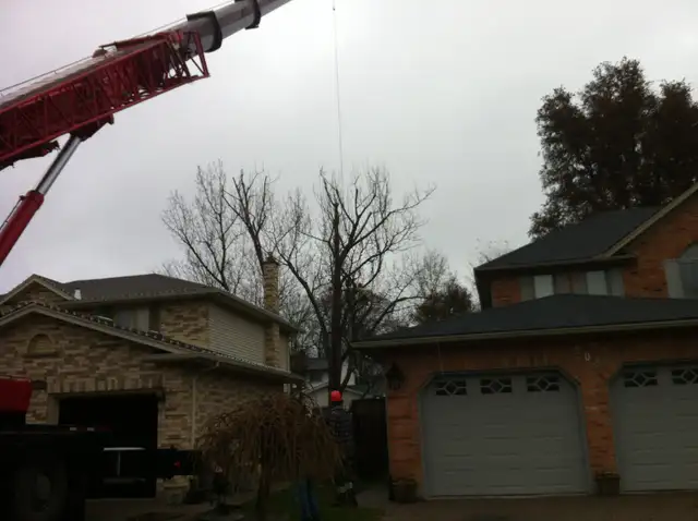 $SPECIALS$ DISCOUNTS FREE QUOTES FULLY INSURED AtoZ VIKING TREE62863253578241127