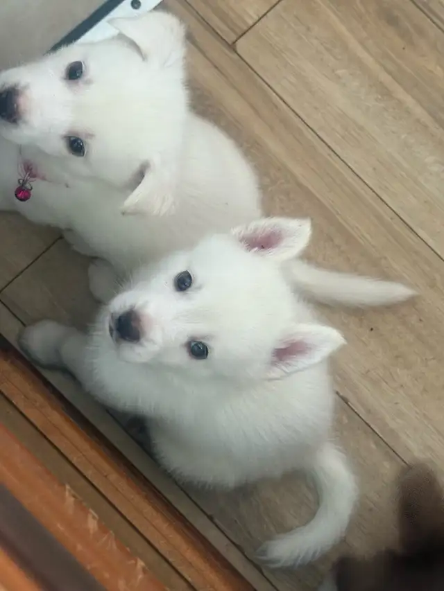 Husky Puppies in Dogs & Puppies for Rehoming in Windsor Region - Image 5