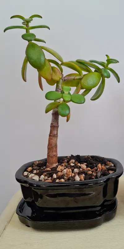 Bonsai Jade Plant, View more