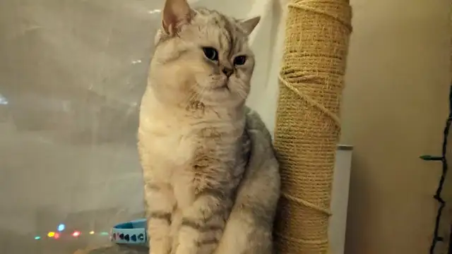 chaton british shorthair / siamois in Cats & Kittens for Rehoming in Québec City - Image 8