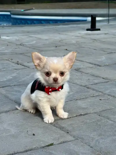 magnifique petit mâle  chihuahua poil long enr. Ckc, View more